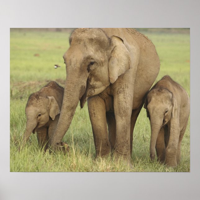 Poster Éléphant d'Asie indien et ses jeunes (Devant)