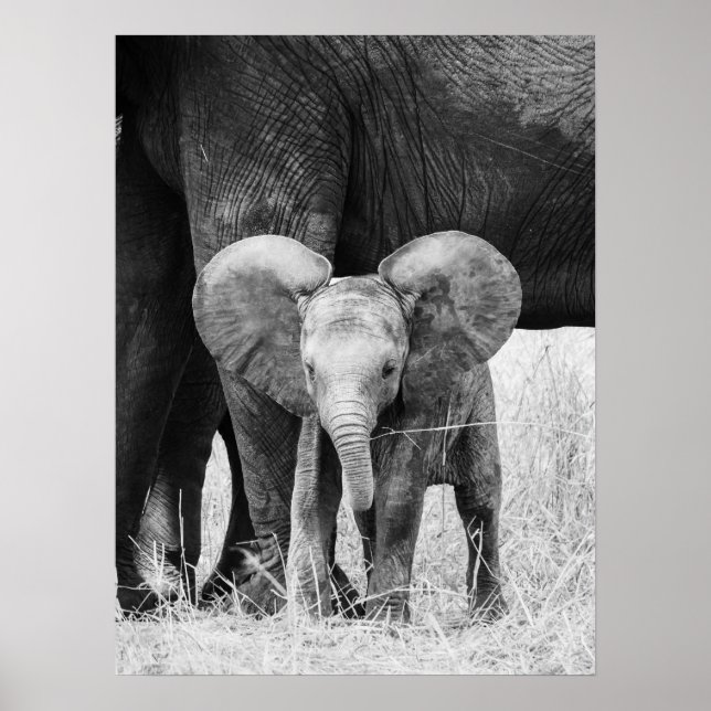 Poster Éléphant de bébé Noir et Blanc Faune (Devant)