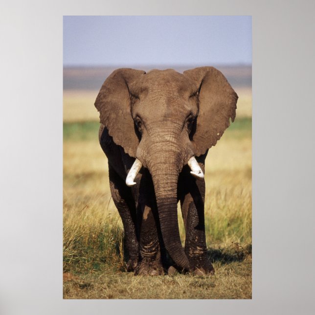 Poster Eléphant de Bush en Afrique (Devant)