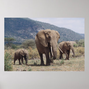 Poster Éléphant de mère marchant avec le veau d'éléphant