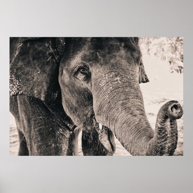 Poster Eléphant Noir et Blanc Afrique Animaux (Devant)