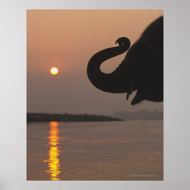 Poster Elephant, Parc national de Chitwan, Népal (Devant)