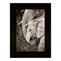 Elephant photo Art africain PORTFOLIO taille
