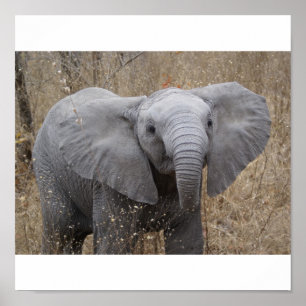 Poster Eléphant pour bébé sud-africain