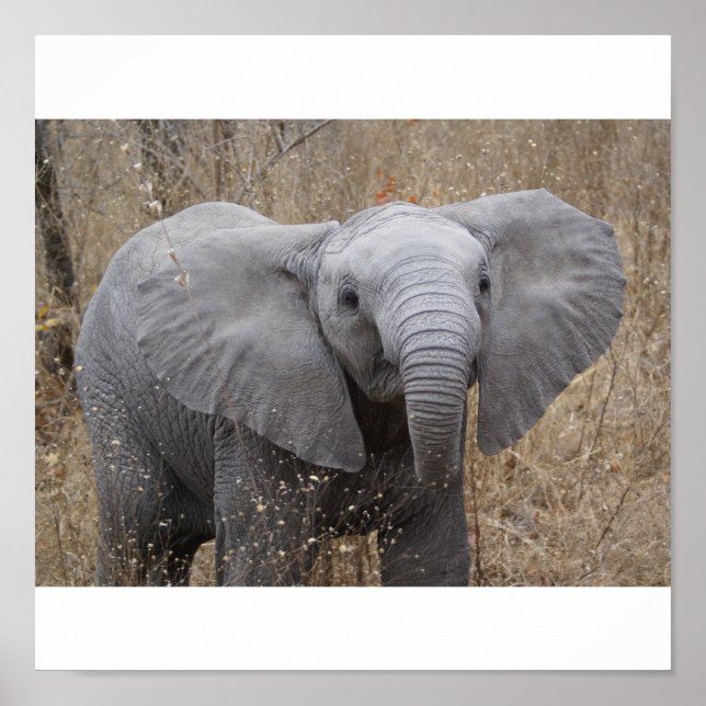 Poster Eléphant pour bébé sud-africain (Devant)
