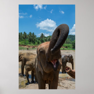 Poster Éléphant Sri Lanka