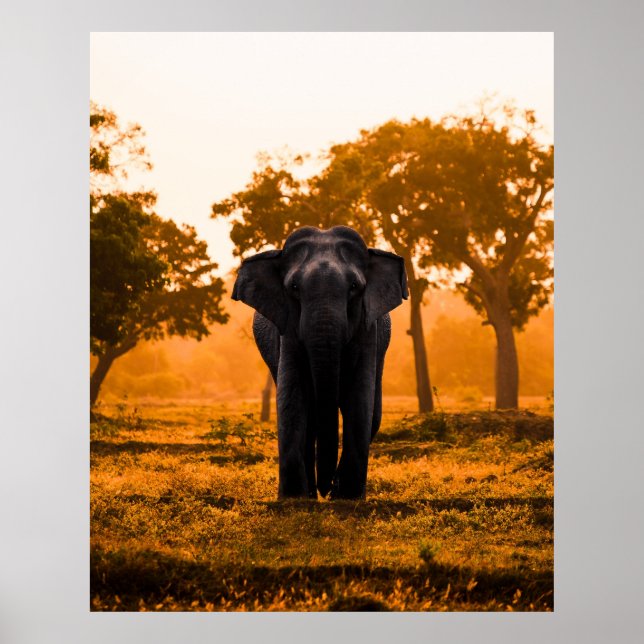 Poster Elephant sri-lankais au coucher du soleil (Devant)