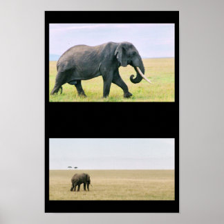 Poster Eléphant sur la Mara