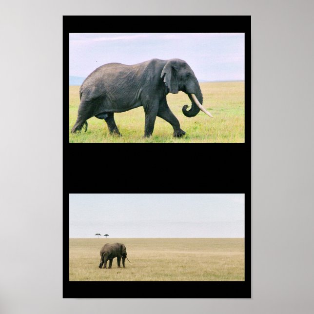 Poster Eléphant sur la Mara (Devant)