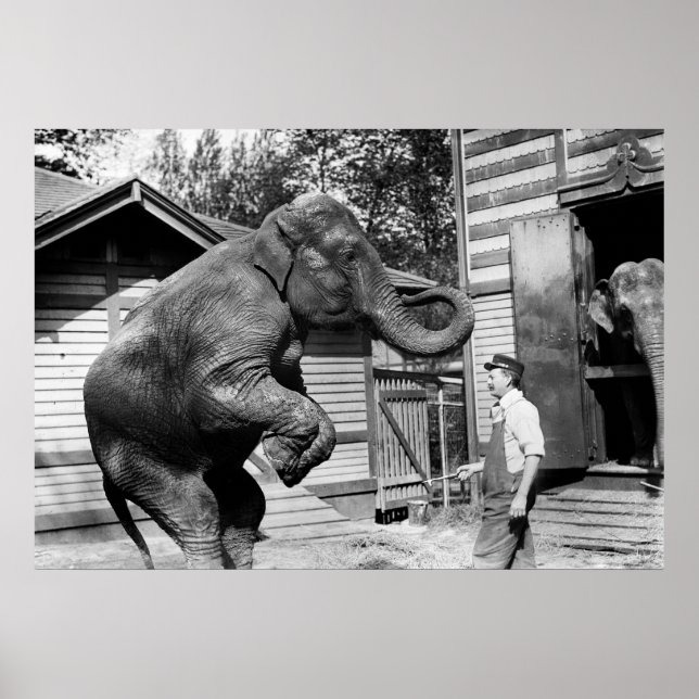 Poster Elephant Trick, années 1910 (Devant)