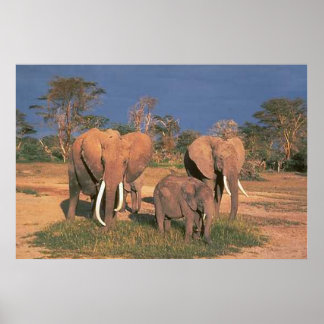 Poster Eléphants