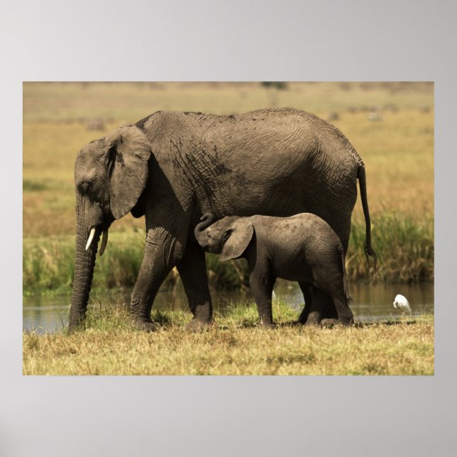 Poster Eléphants africains (Devant)
