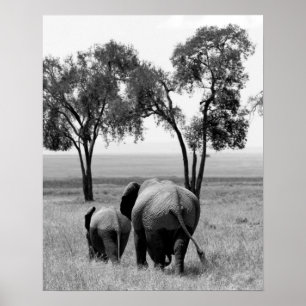 Poster Eléphants africains dans le Masaï Mara, Kenya