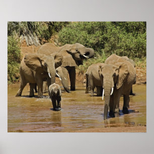 Poster Eléphants africains, Loxodonta Africana, Samburu