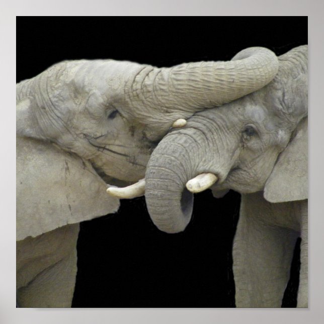 Poster Eléphants amoureux noirs (Devant)