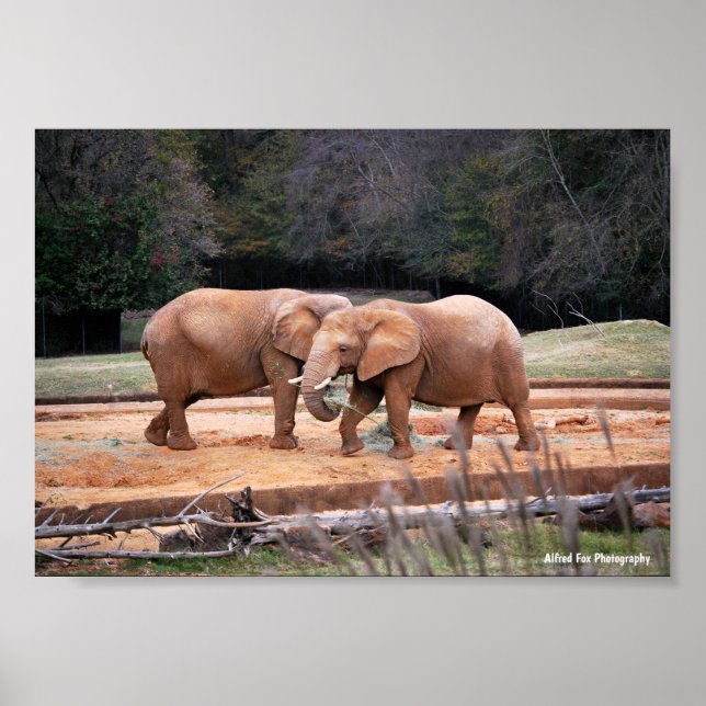 Poster Éléphants d'Afrique (Devant)