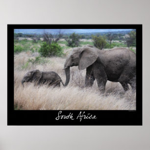 Poster Eléphants d'Afrique du Sud