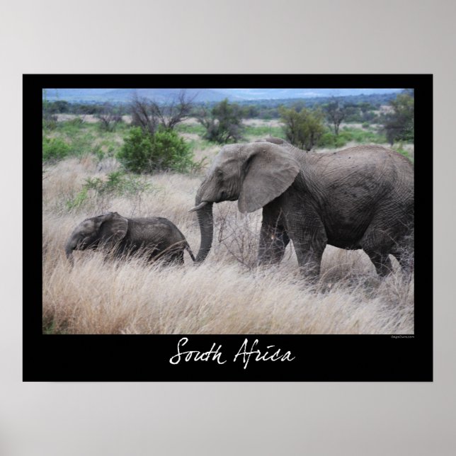Poster Eléphants d'Afrique du Sud (Devant)