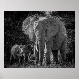 POSTER ÉLÉPHANTS MÈRE ET BÉBÉ - NOIR ET BLANC