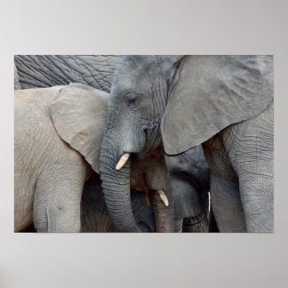 Poster Eléphants mère et fille