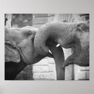 Poster Eléphants romantiques, noir et blanc