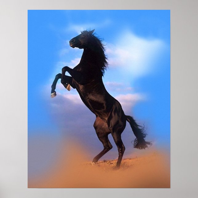 Poster Élevage coloré Cheval noir Ciel bleu (Devant)