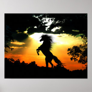 Poster Élevage du cheval au coucher du soleil