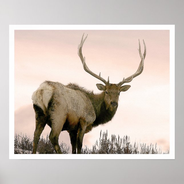 Poster Elk (Devant)