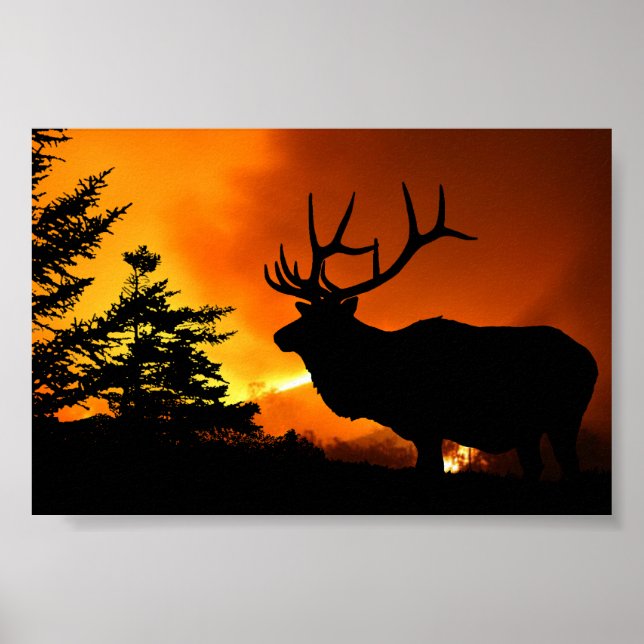 Poster Elk (Devant)