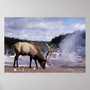 Poster Elk américain en hiver