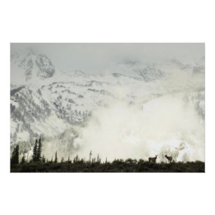 Poster Elk at Grand Teton National Park Photographie