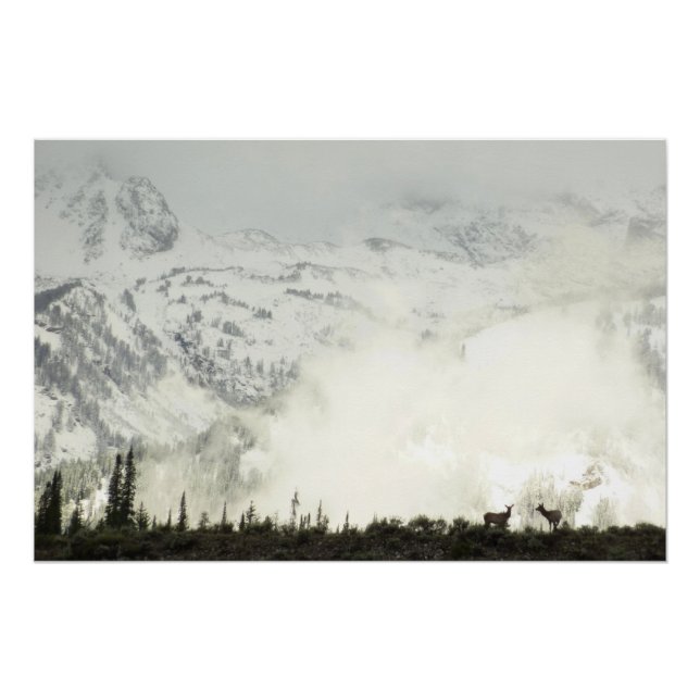 Poster Elk at Grand Teton National Park Photographie (Devant)