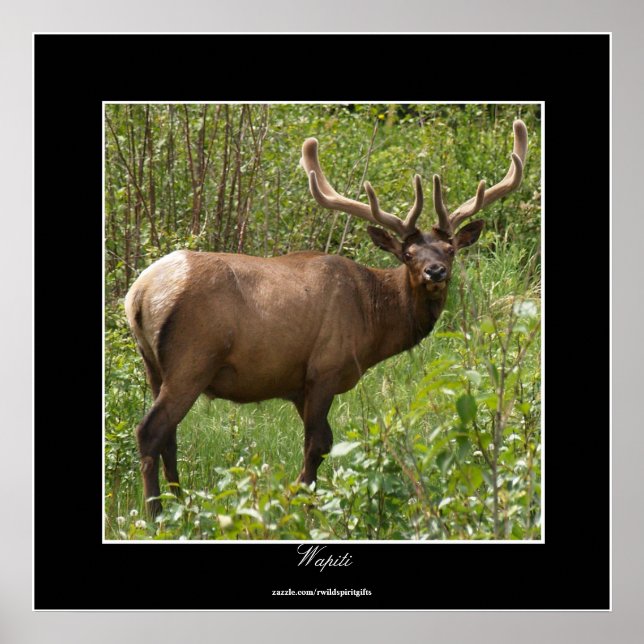 Poster Elk canadien (Wapiti) dans le parc national Jasper (Devant)