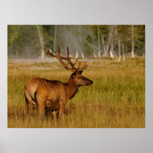 Poster Elk de montagne Rocky   Parc national de Yellowsto
