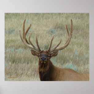 Poster Elk de taureau E10 en Tête de velours