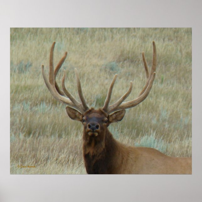 Poster Elk de taureau E10 en Tête de velours (Devant)