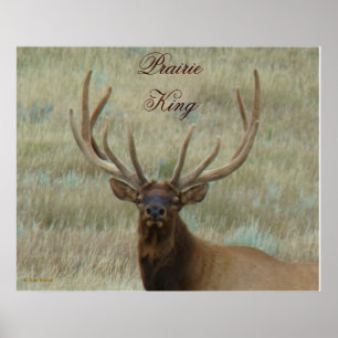 Poster Elk de taureau E10 en Tête de velours