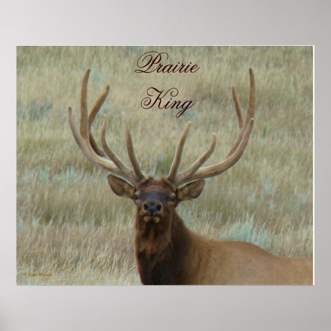 Poster Elk de taureau E10 en Tête de velours (Devant)