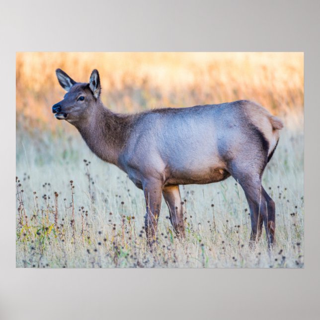 Poster Elk de veau | Madison Junction, Wyoming (Devant)