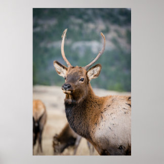 POSTER ELK IN ROCKY MOUNTAIN NATIONAL PARK - ELK HERDS GR