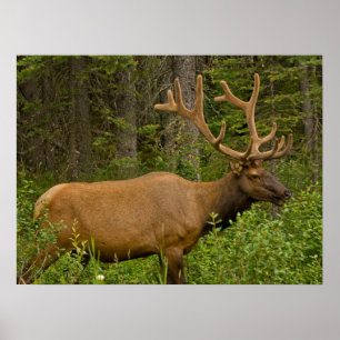Poster Elk mâle Parc national Banff, Alberta, Canada