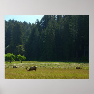Poster Elk Meadow at Redwood National Park