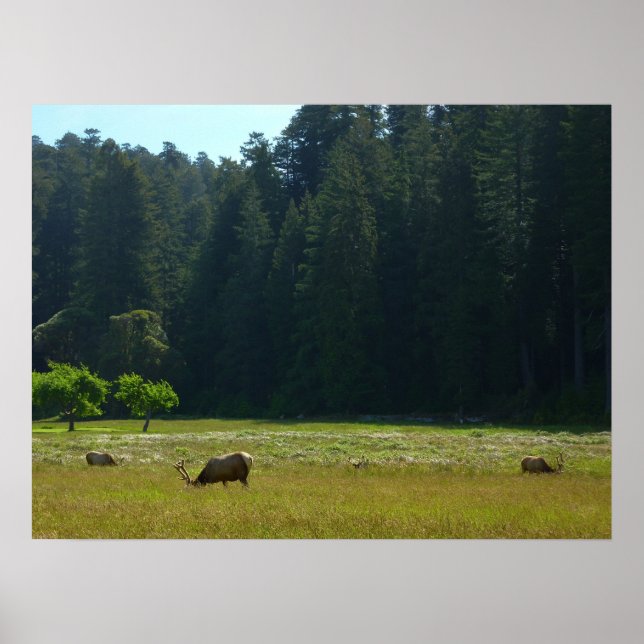 Poster Elk Meadow at Redwood National Park (Devant)