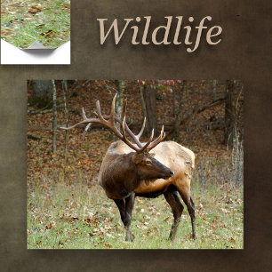 Poster Elk nord-américain