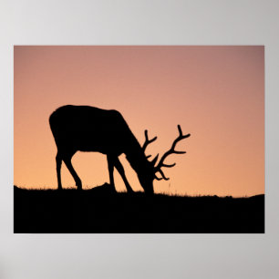 Poster Elk   Parc national des montagnes Rocheuses, Color