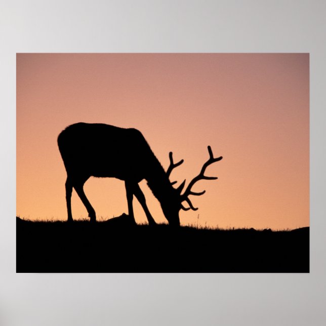 Poster Elk | Parc national des Rocheuses, Colorado (Devant)