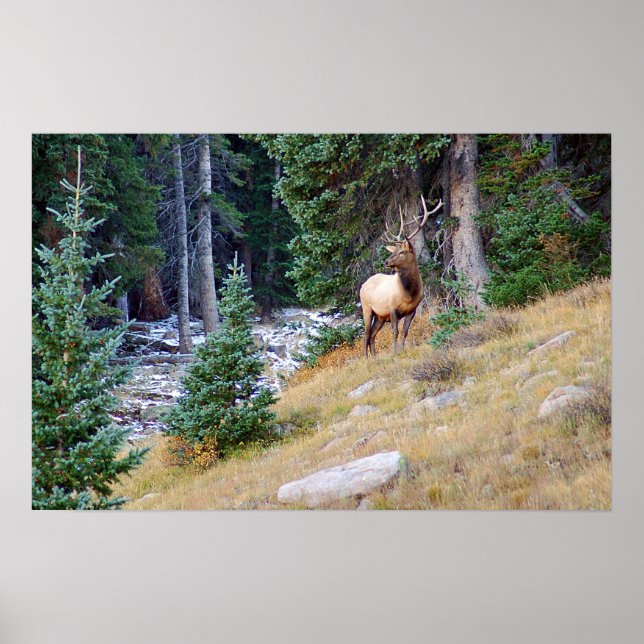 Poster Elk stoïque (Devant)