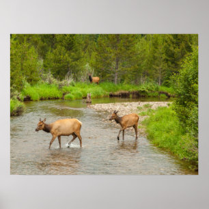 Poster Elks traversant le fleuve Colorado