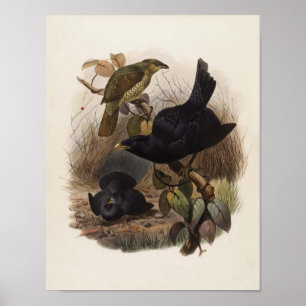 Poster Elliot - Ptilorhynchus violaceus -Satin Bower-bird