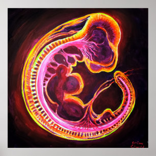 Poster Embryo